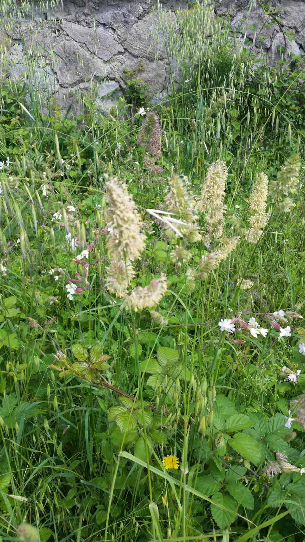 Dactylis glomerata (Poaceae)