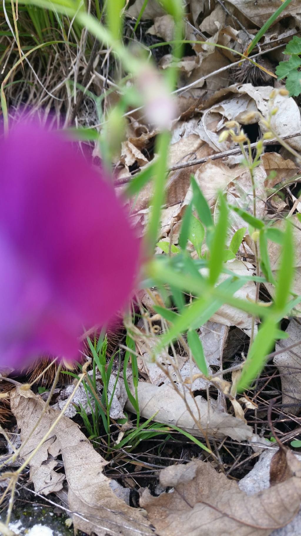 Lathyrus  sp.  (Fabaceae)