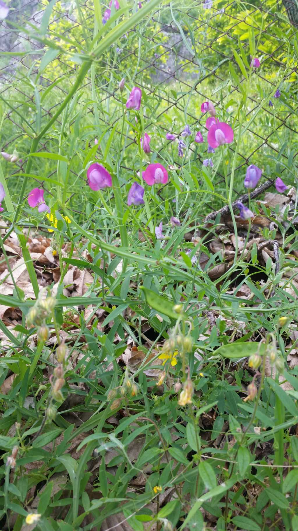 Lathyrus  sp.  (Fabaceae)