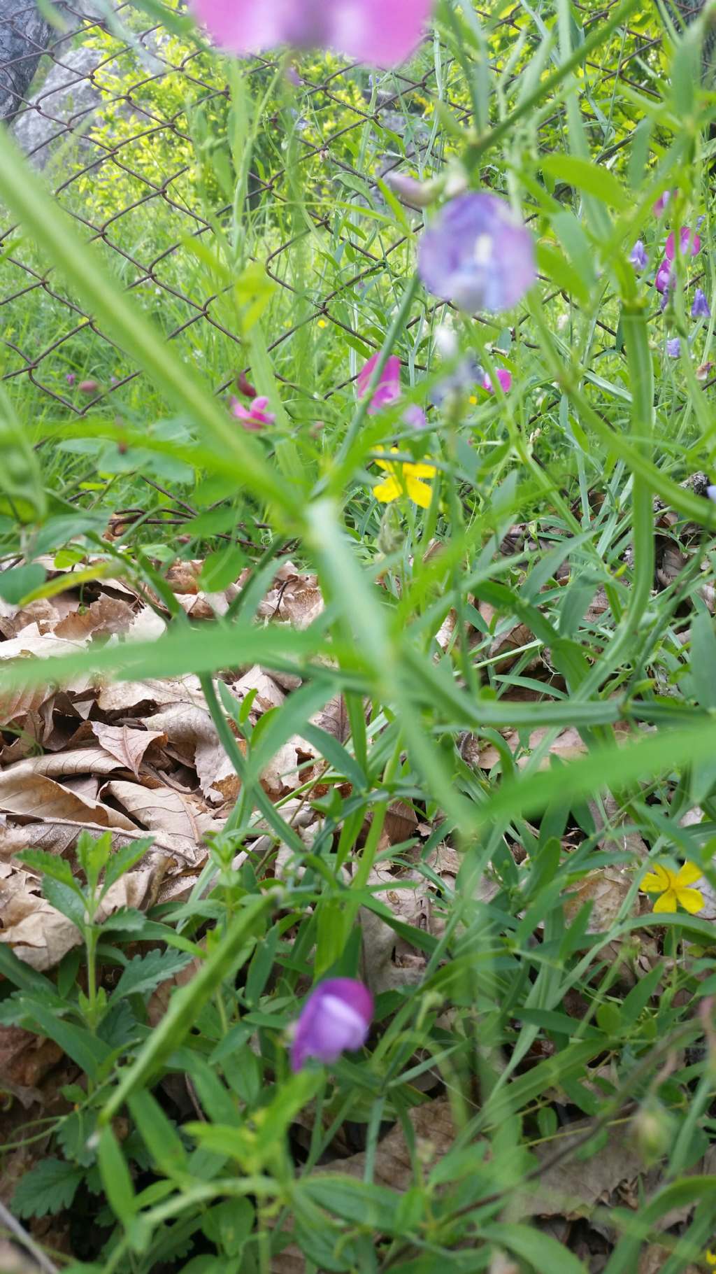 Lathyrus  sp.  (Fabaceae)