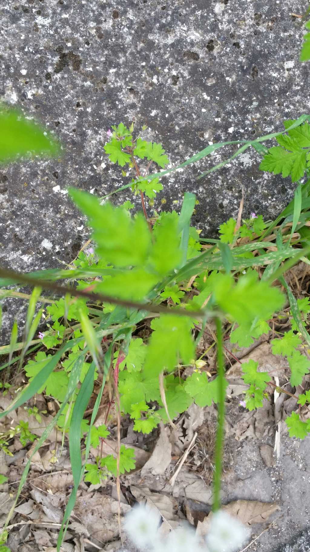 Apiaceae: cfr. Chaerophyllum temulum