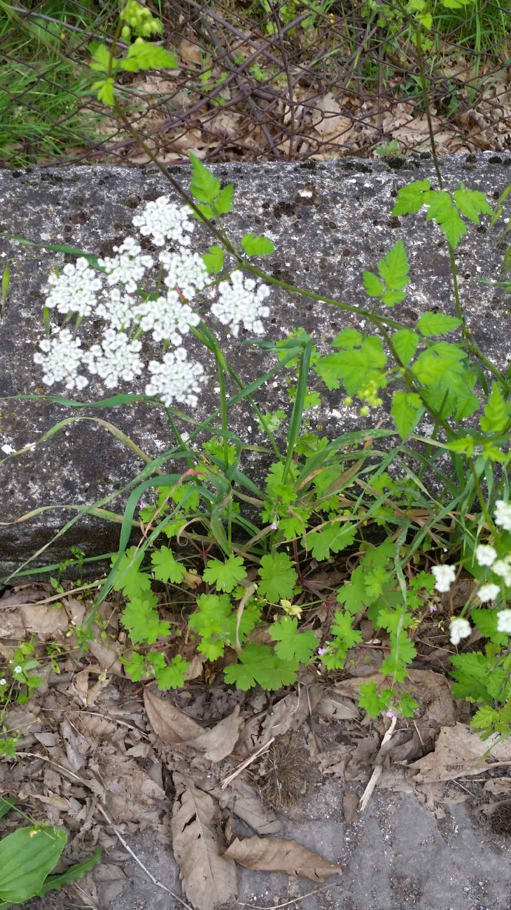 Apiaceae: cfr. Chaerophyllum temulum