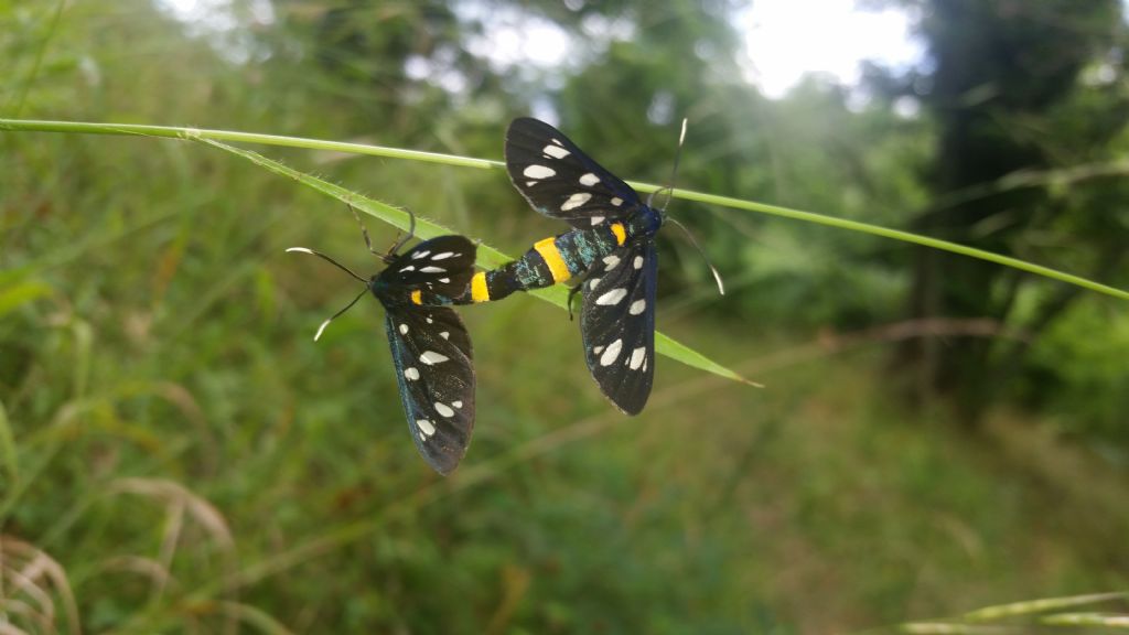 Maschio e femmina di Amata phegea - Erebidae