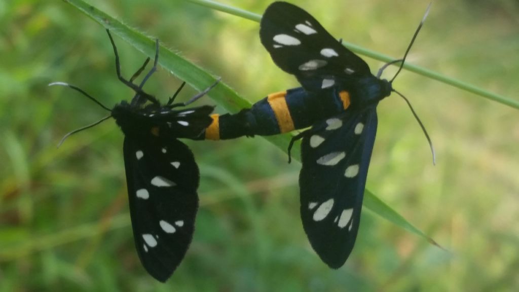 Maschio e femmina di Amata phegea - Erebidae