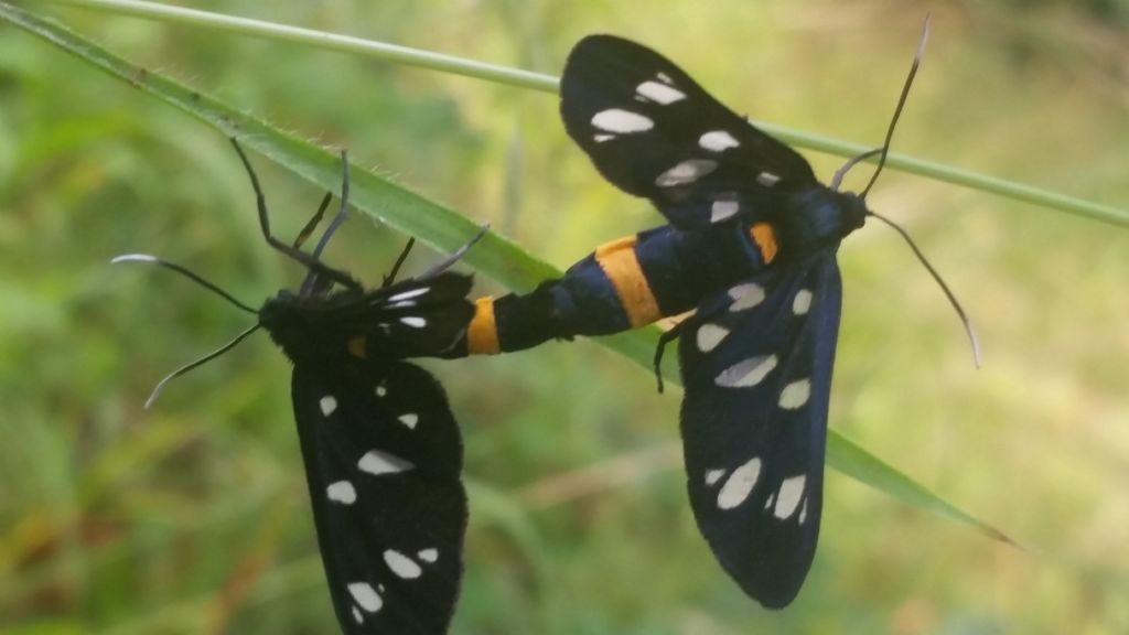 Maschio e femmina di Amata phegea - Erebidae