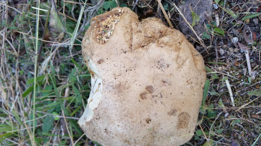 Boletus radicans?