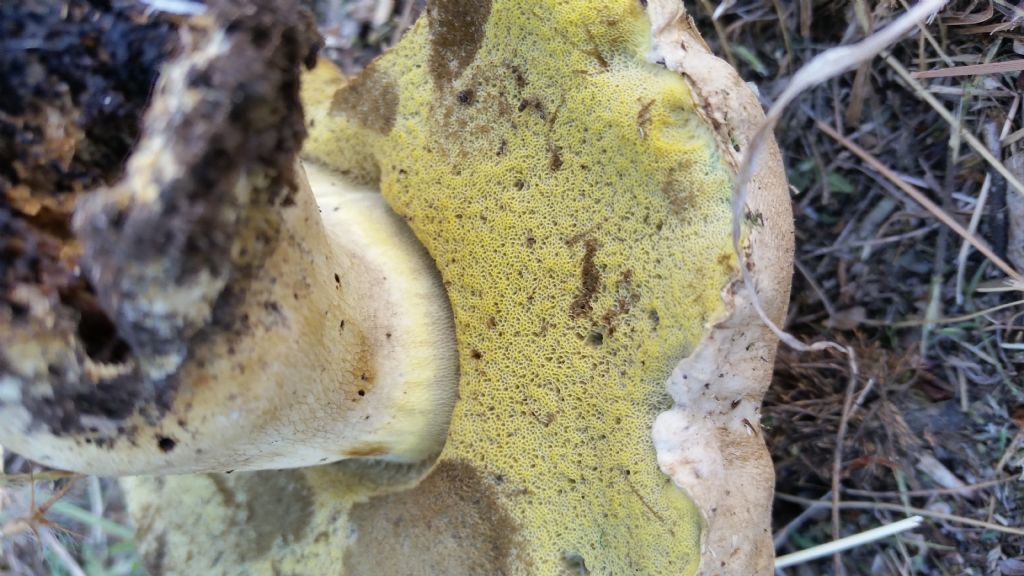 Boletus radicans?