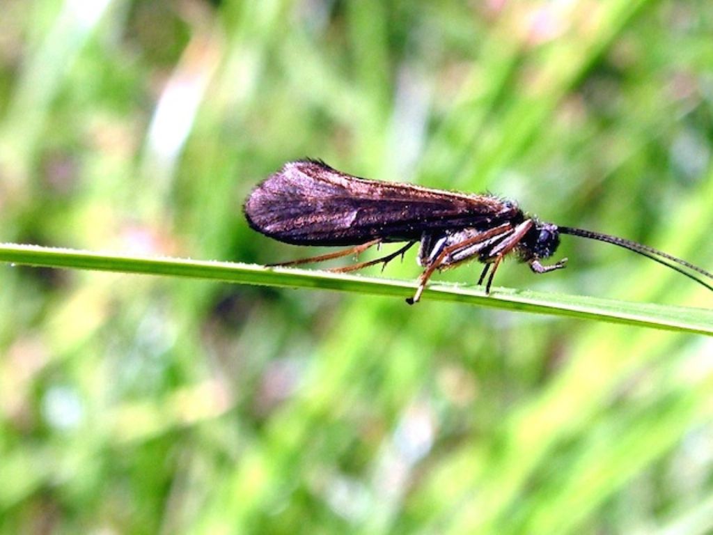 Lepidostoma o Silo?