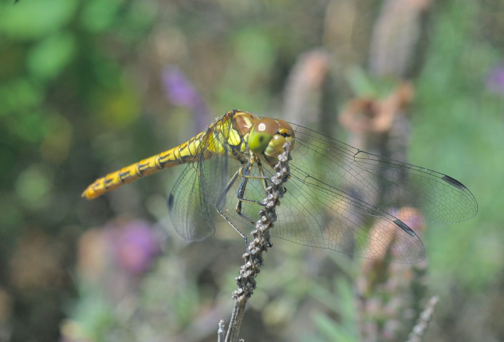 Odonata: quante specie in Sardegna?