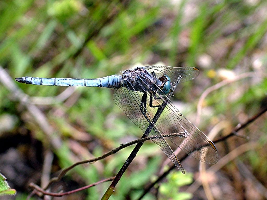 grande dilemma: Orthetrum coerulescens anceps