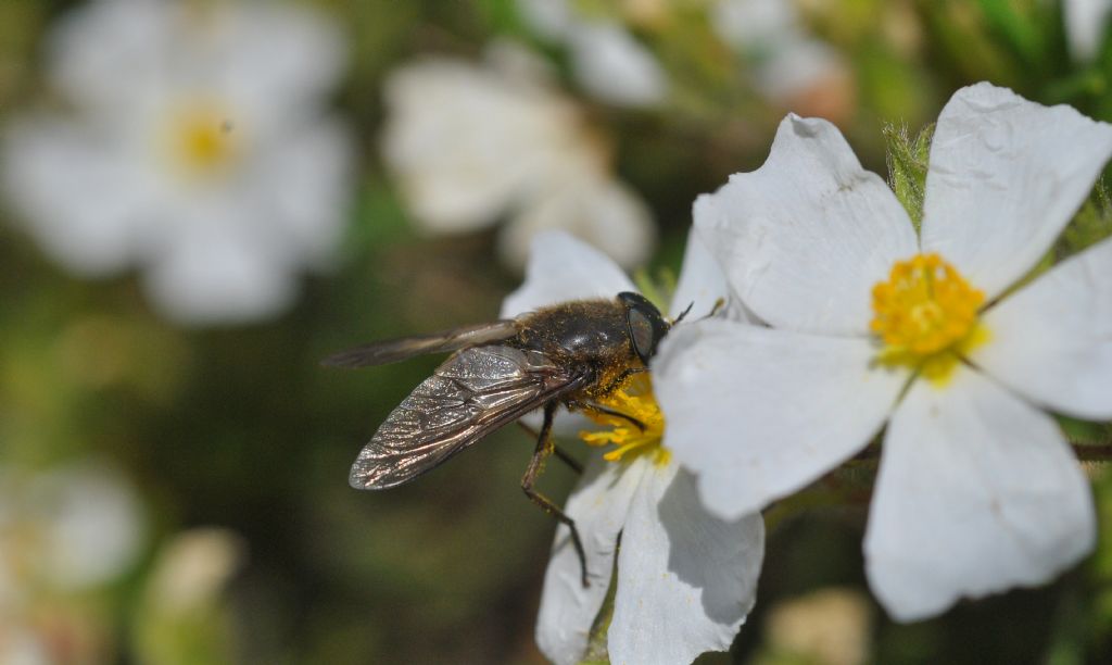 Bombyliidae