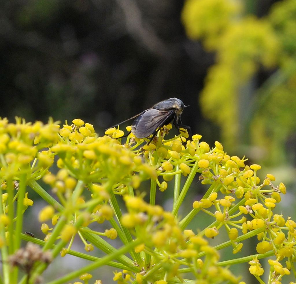 Bombyliidae