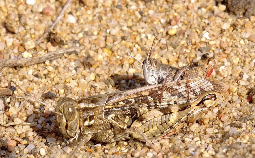 Coppia di Calliptamus sp. e Oedipoda sp.