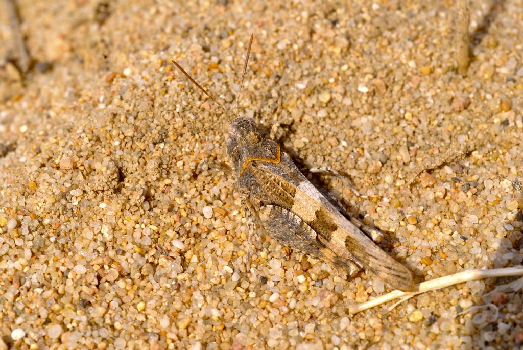 Coppia di Calliptamus sp. e Oedipoda sp.