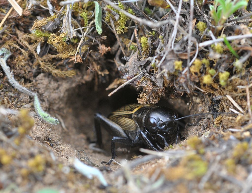 Gryllus bimaculatus? No, femmina di Gryllus campestris