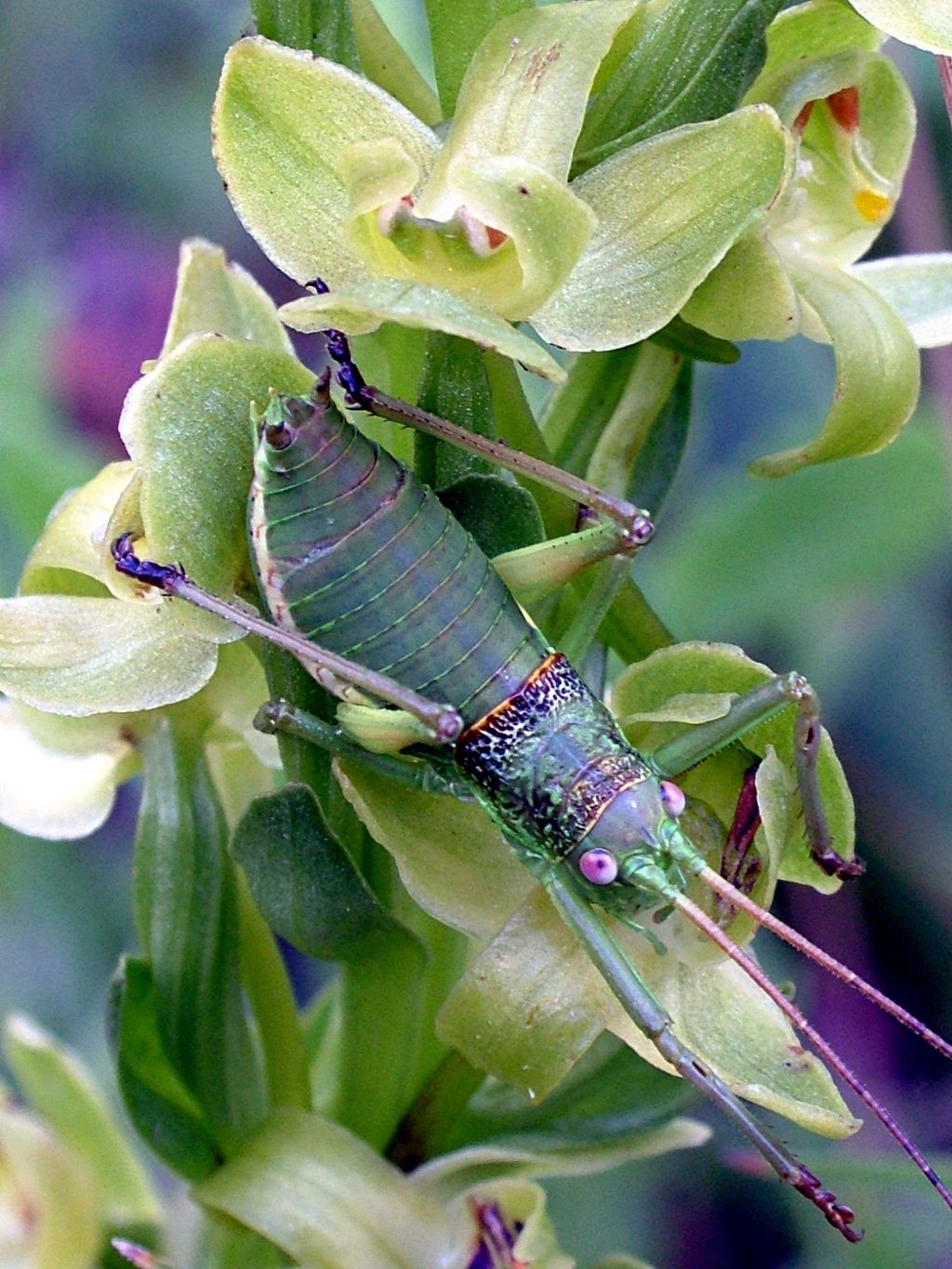 Uronemus brevicollis insularis