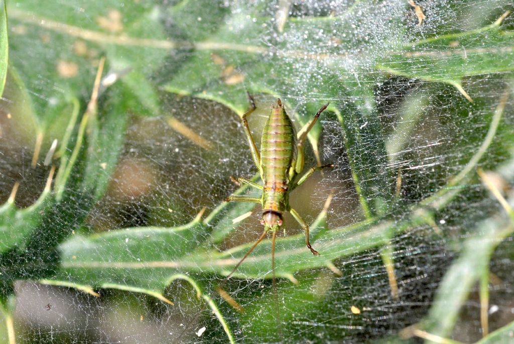 Uronemus brevicollis insularis