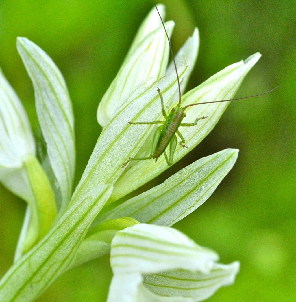 Neanide di Tettigonia sp.