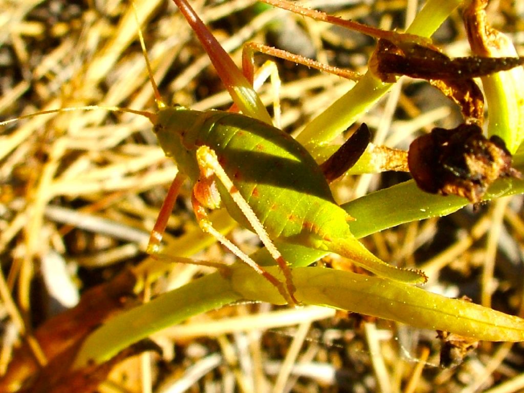 Barbitistes obtusus