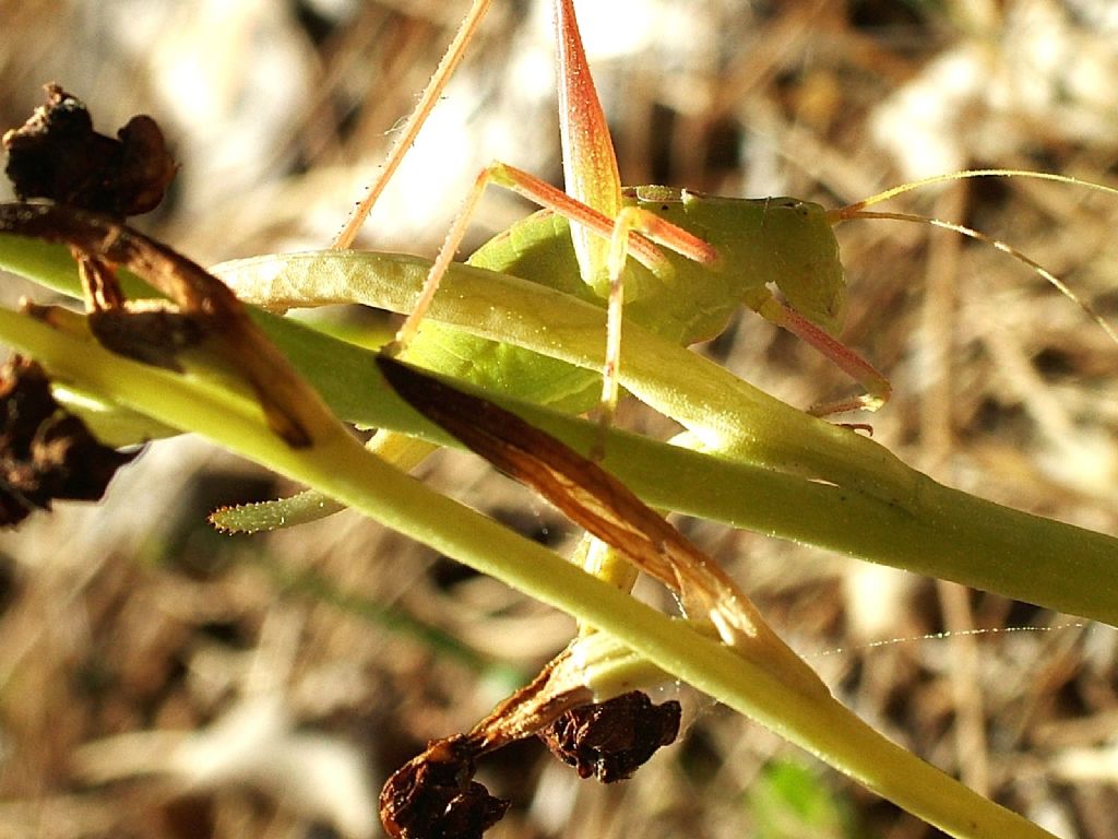 Barbitistes obtusus