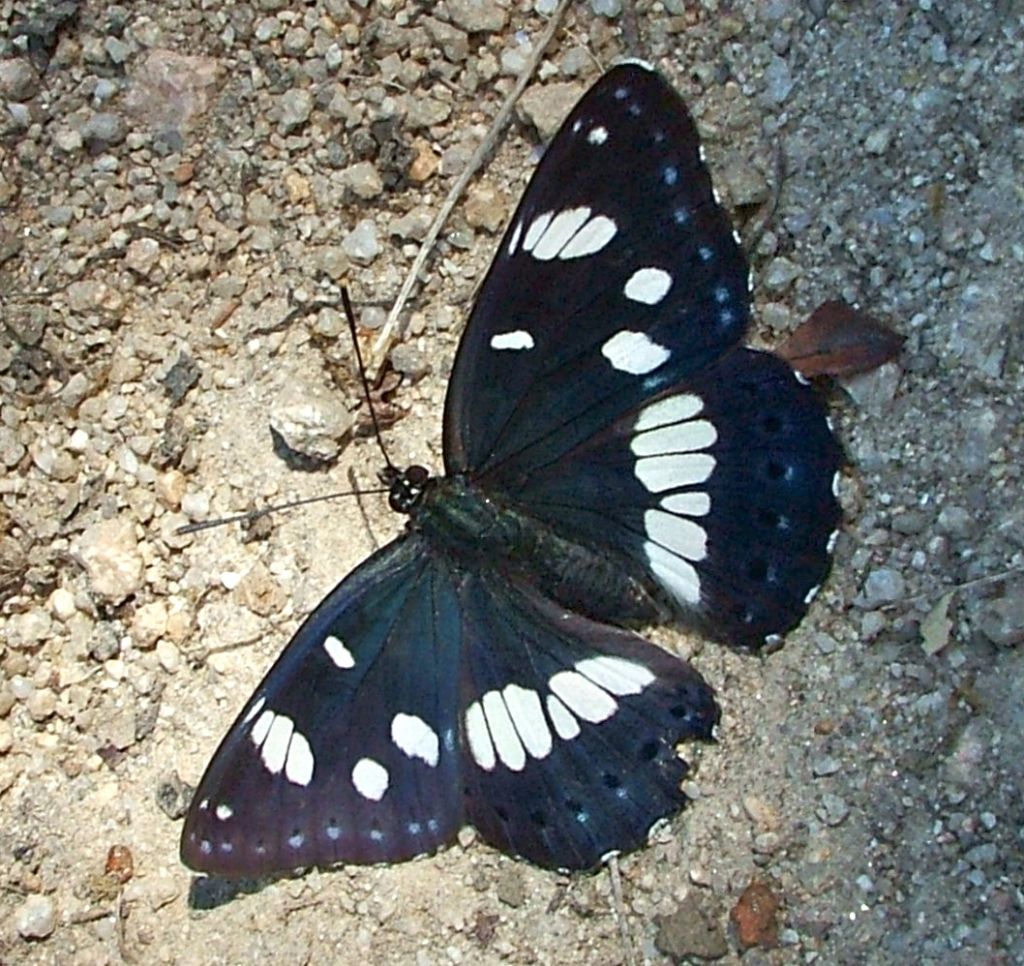 Lymenitis reducta