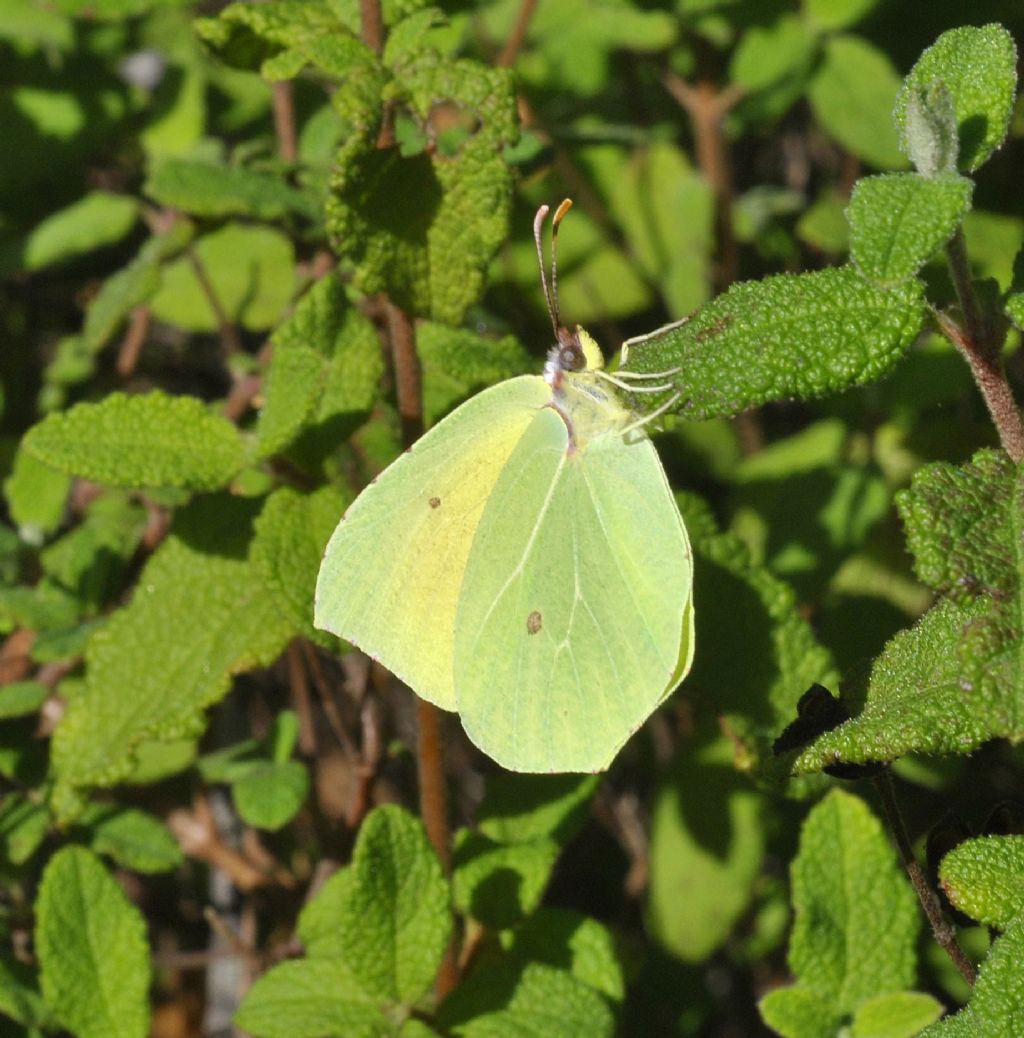 Gonepteryx