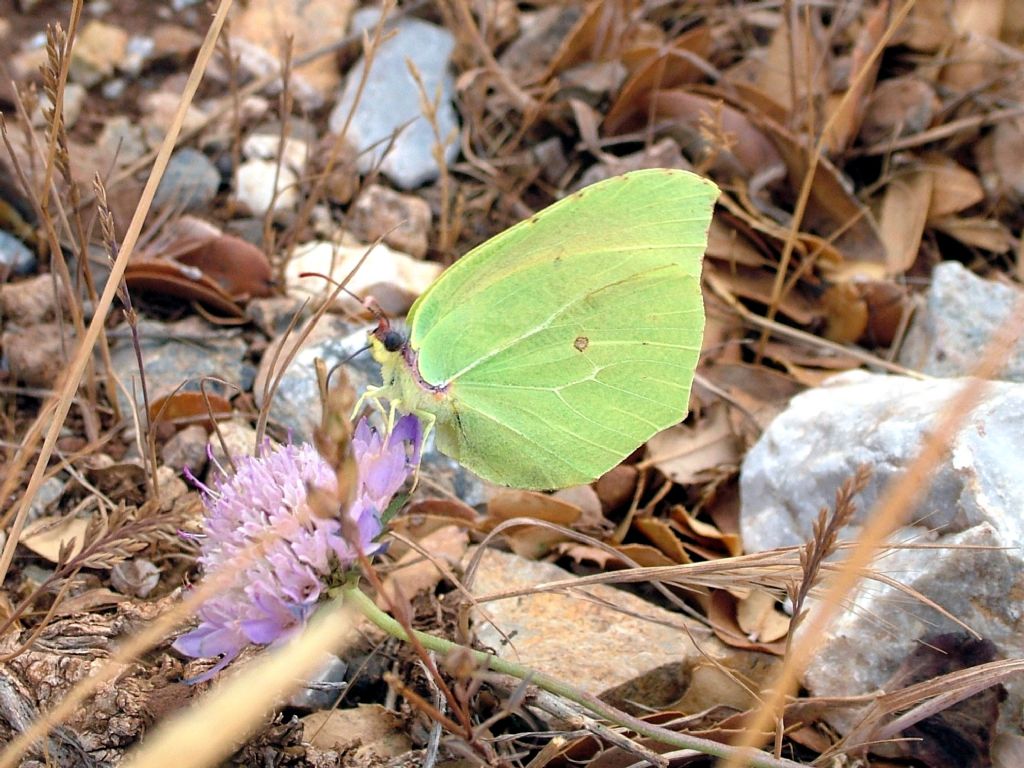 Gonepteryx