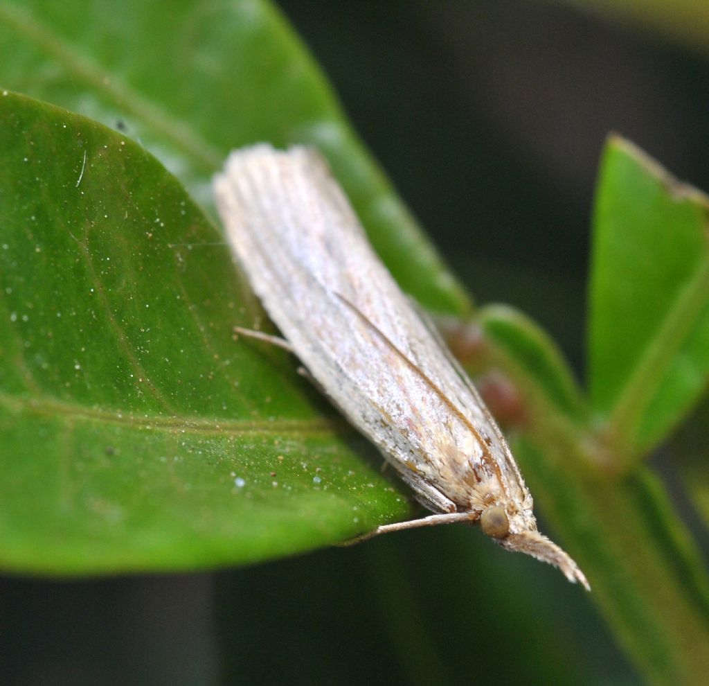 Crambidae