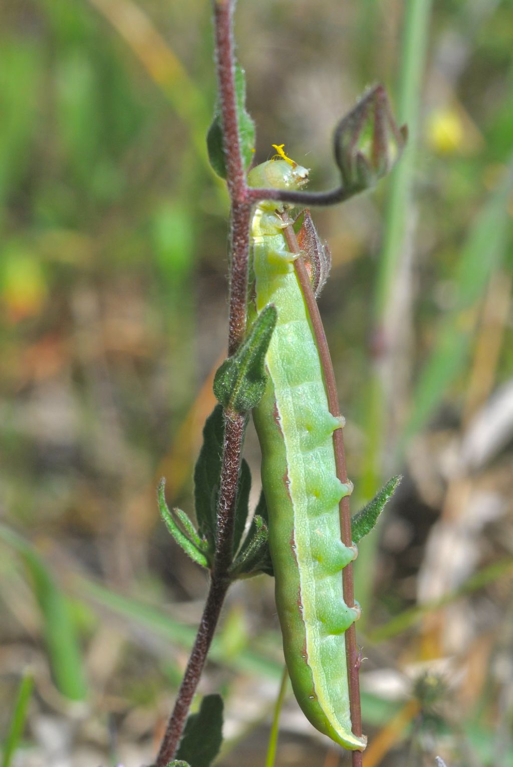 bruco da identificare - Aporophyla lutulenta