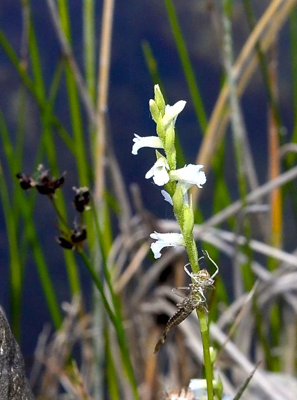 ninfa da identificare: Boyeria irene