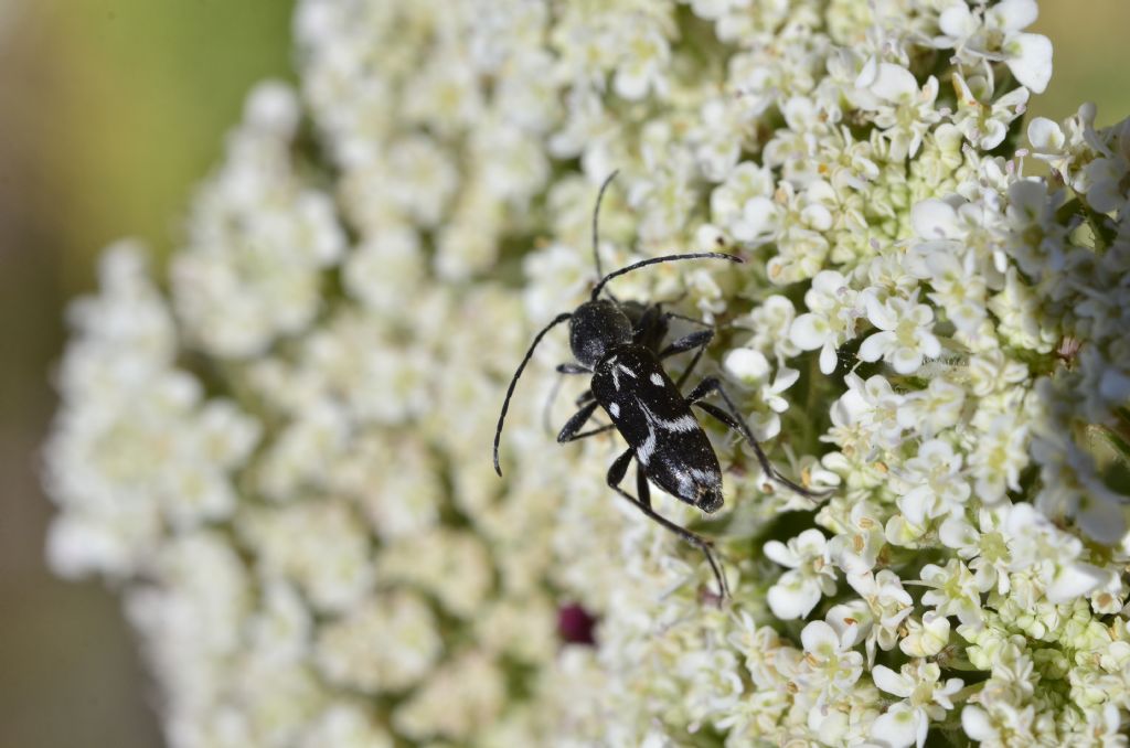 Cerambycidae:  Chlorophorus sartor?  S !