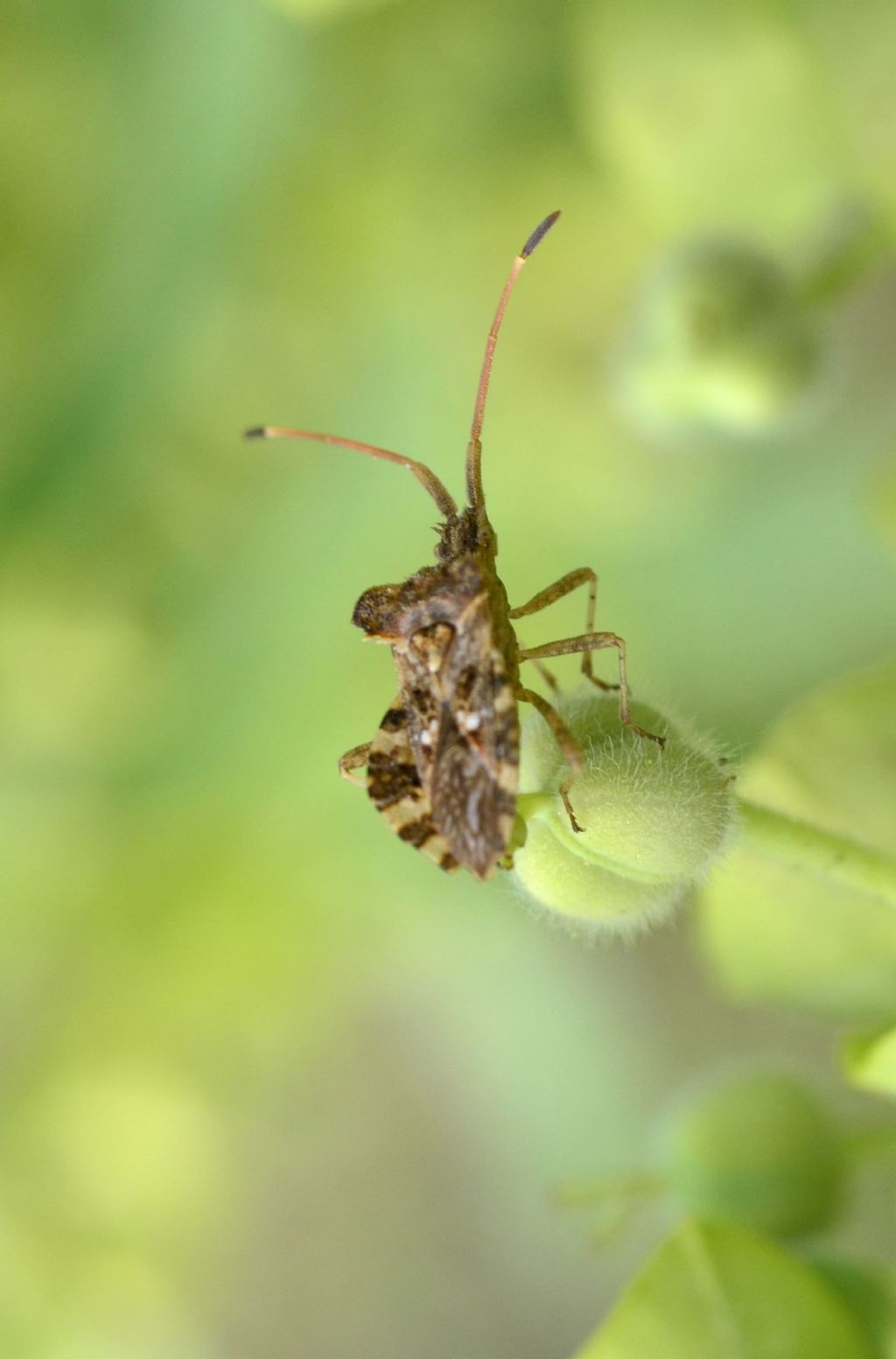 Centrocoris spininger