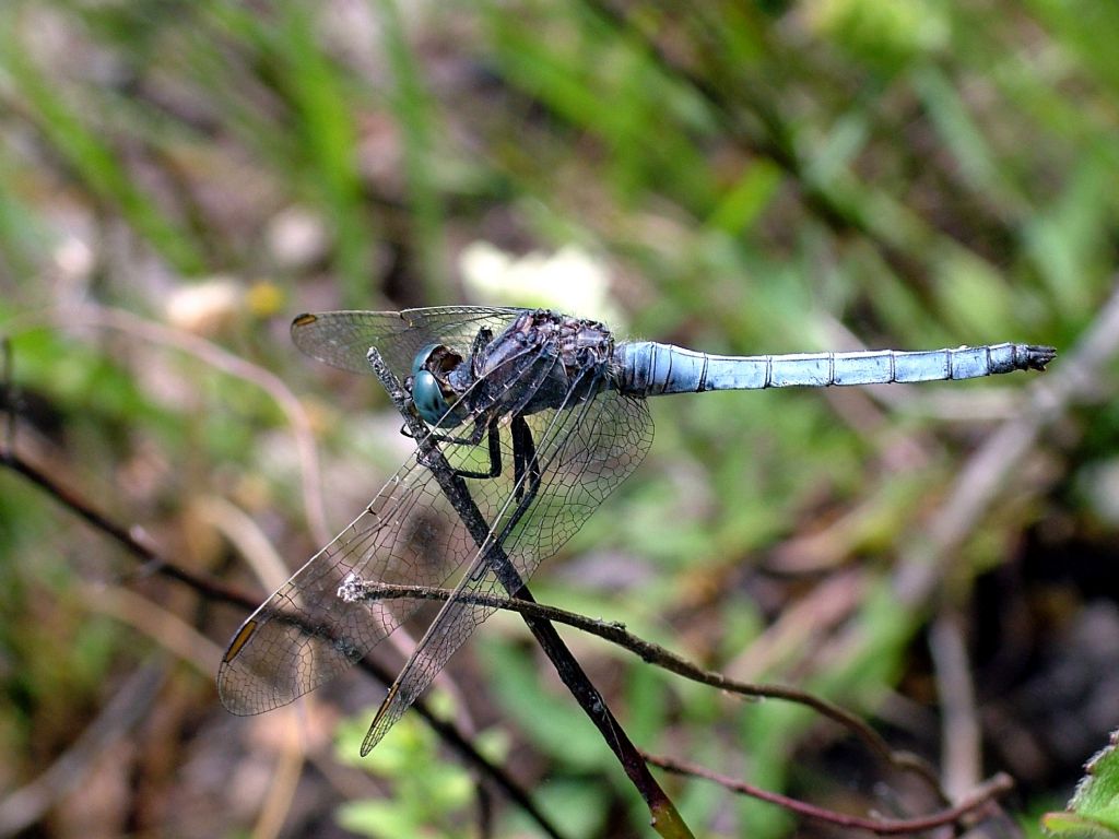 Orthetrum coerulescens?