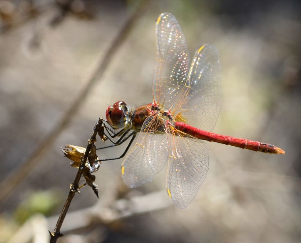 Sympetrum fonscolombii?