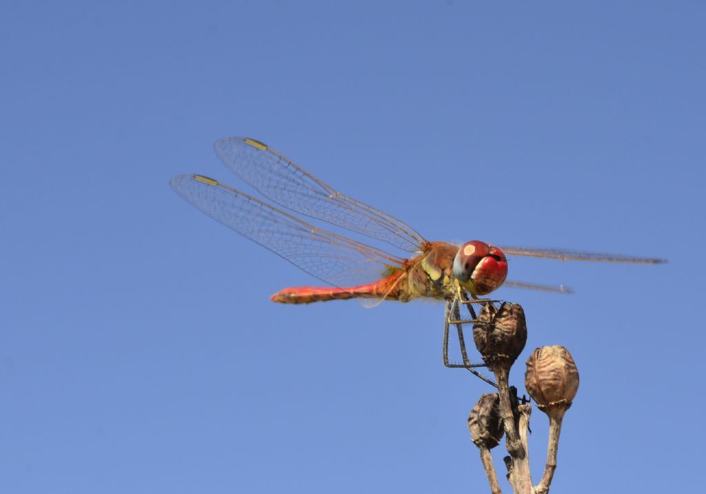 Sympetrum fonscolombii?