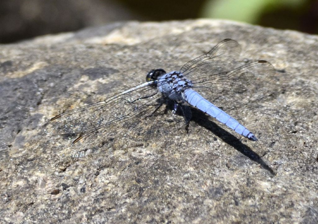 Orthetrum brunneum?   S, maschio