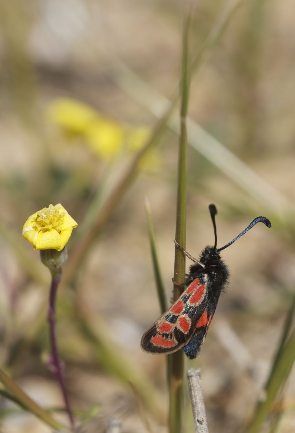 Zygaena orana sardoa