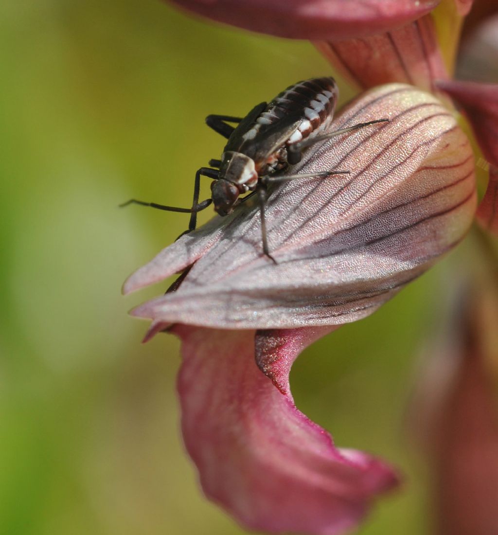 Miridae: ninfa di Calocoris nemoralis?  S !