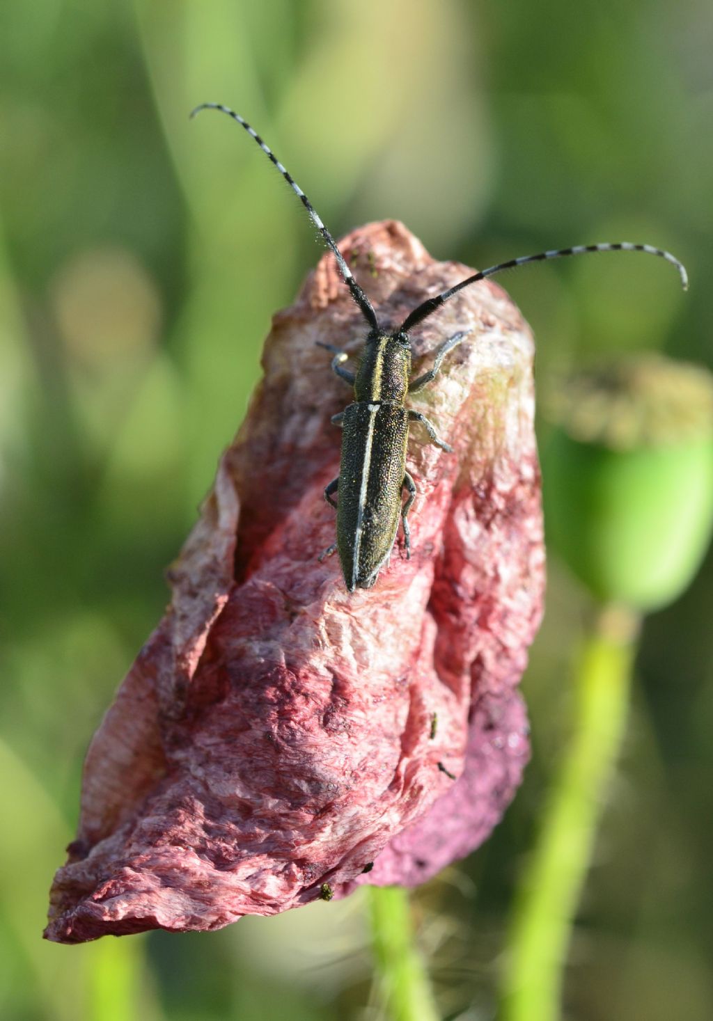 cerambycidae- Agapanthia suturalis da confermare