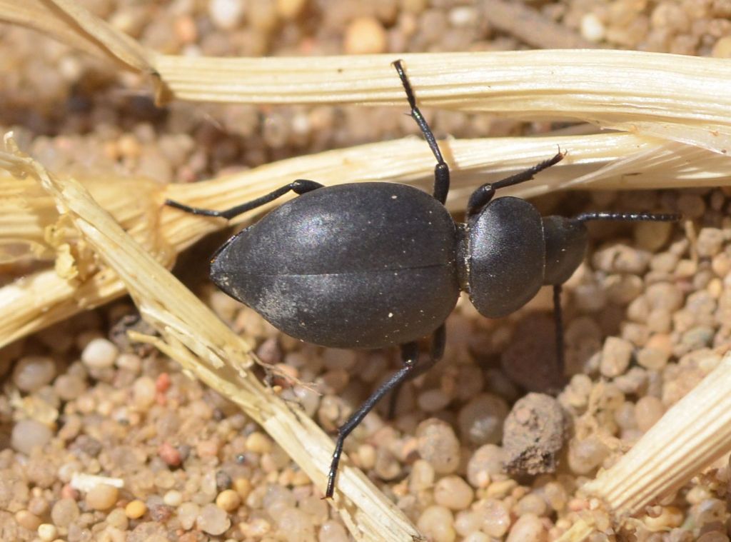 Tenebrionidae:  Pachychila servillei o Tentyria?  Pachychila servillei