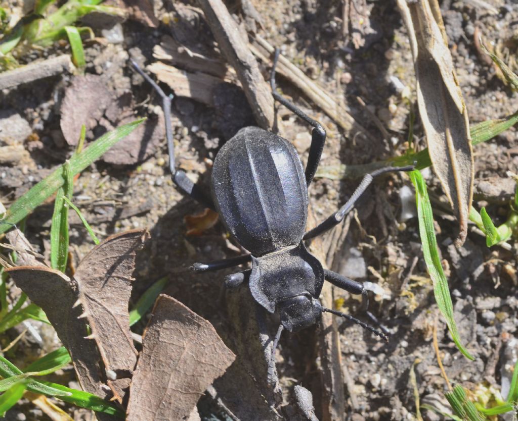 Tenebrionidae: Akis trilineata barbara? S.