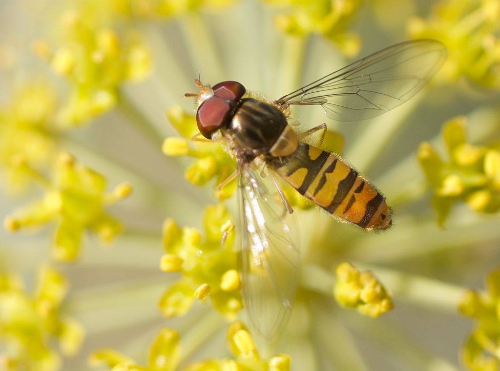 Episyrphus balteatus? S !