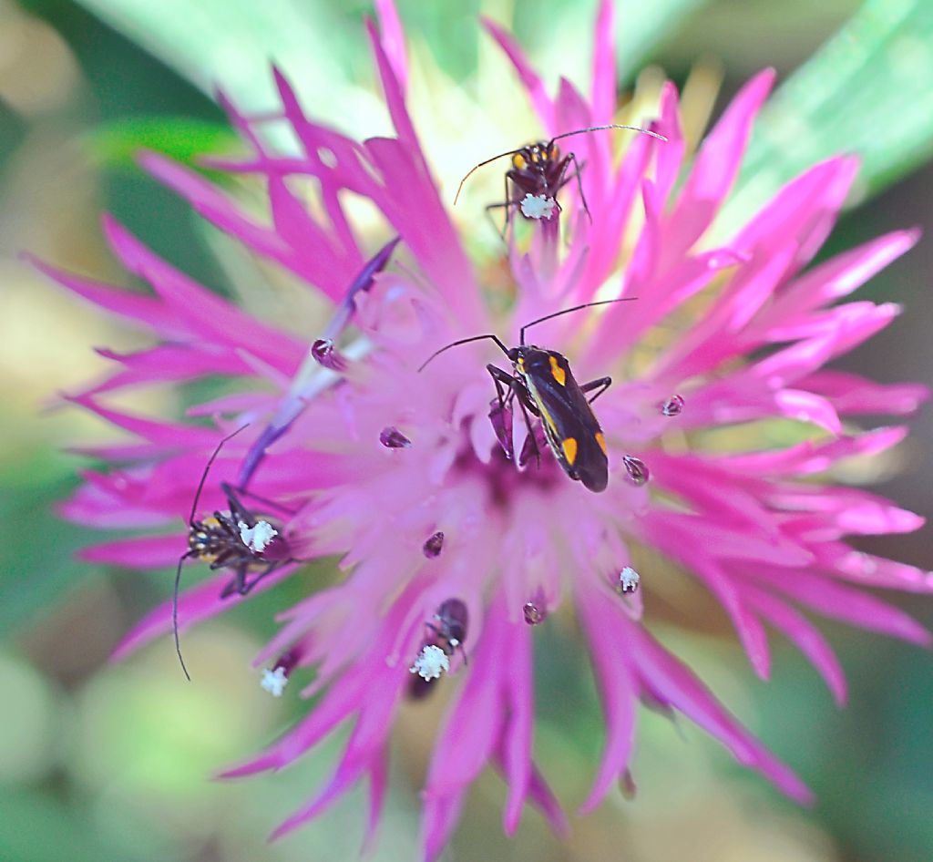 Miridae: Capsodes sulcatus? S !