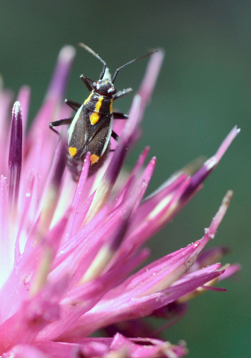 Miridae: Capsodes sulcatus? S !