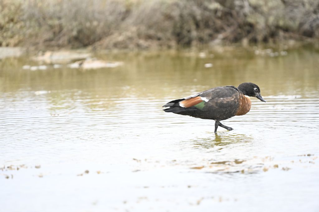 identificazione anatidae