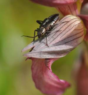 Neanide di Calocoris?