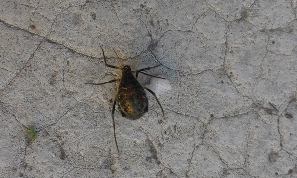 richiesta di aiuto: Tuberolachnus salignus (Aphididae)