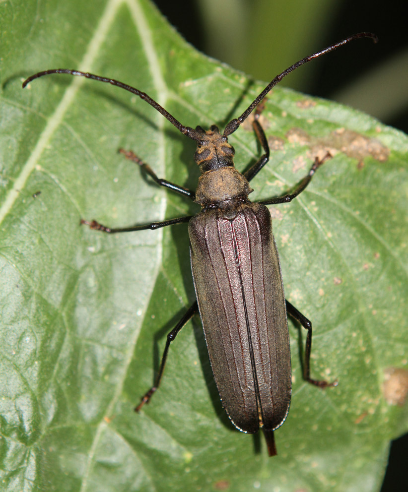 Aegosoma scabricorne