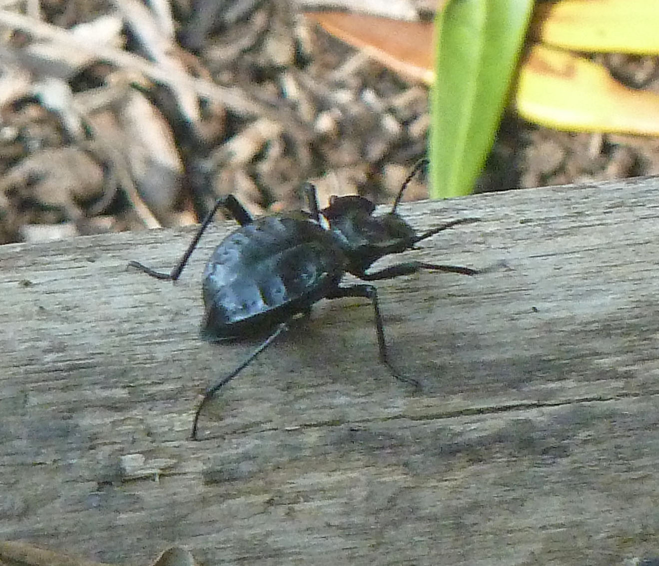 Akis bakarozzo  - Tenebrionidae