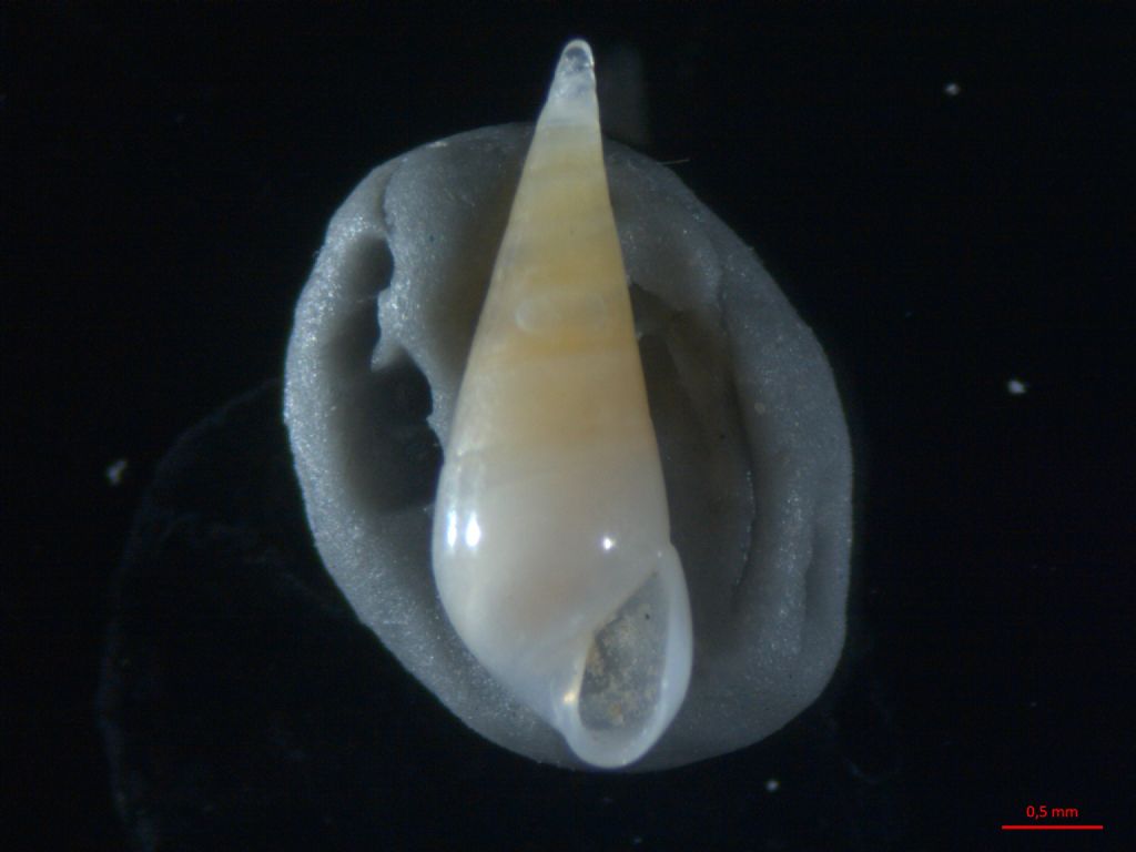 melanella lubrica da confermare